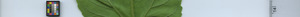 leafstrip