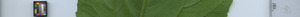 leafstrip