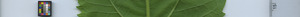 leafstrip