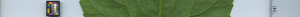 leafstrip