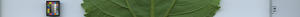 leafstrip