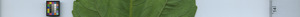 leafstrip