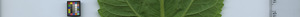 leafstrip