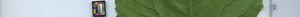 leafstrip