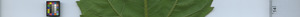 leafstrip