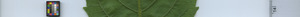 leafstrip