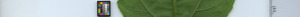leafstrip
