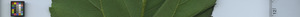 leafstrip