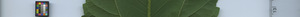 leafstrip