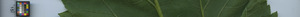 leafstrip