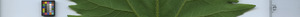 leafstrip