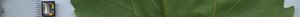 leafstrip