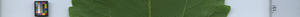 leafstrip