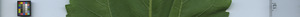 leafstrip