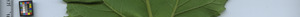 leafstrip