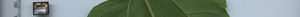 leafstrip