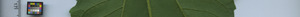 leafstrip