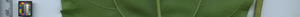 leafstrip