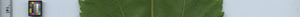 leafstrip