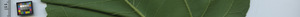 leafstrip