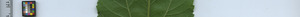 leafstrip