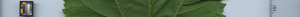 leafstrip