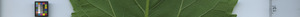 leafstrip