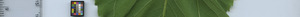 leafstrip