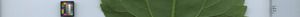 leafstrip