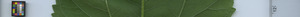 leafstrip