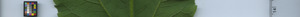 leafstrip
