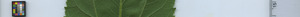 leafstrip