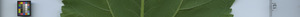 leafstrip