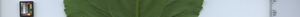 leafstrip