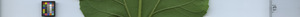 leafstrip