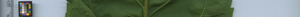 leafstrip