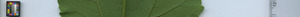 leafstrip