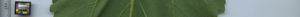 leafstrip