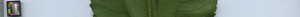 leafstrip