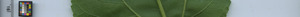 leafstrip