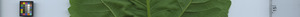 leafstrip