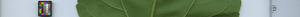 leafstrip