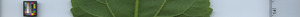 leafstrip