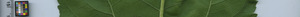 leafstrip