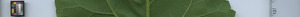 leafstrip