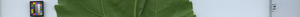 leafstrip