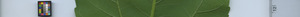 leafstrip