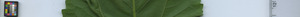 leafstrip
