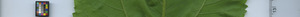 leafstrip