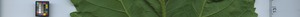leafstrip
